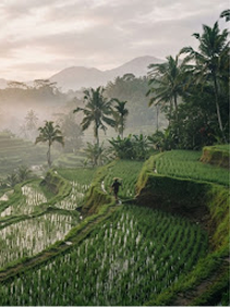 Bali Rice Terraces